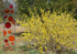 Tall Stained Glass Lawn Art Outdoor Garden Decoration. "Hot Spots"